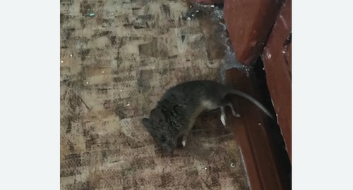 Дезинфекция от мышей в Обнинске